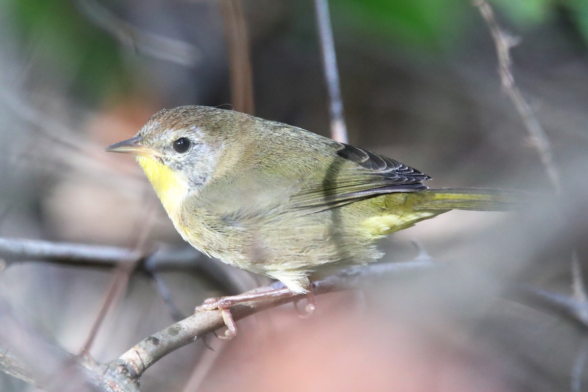 Common Yellowthroat - ML642986207