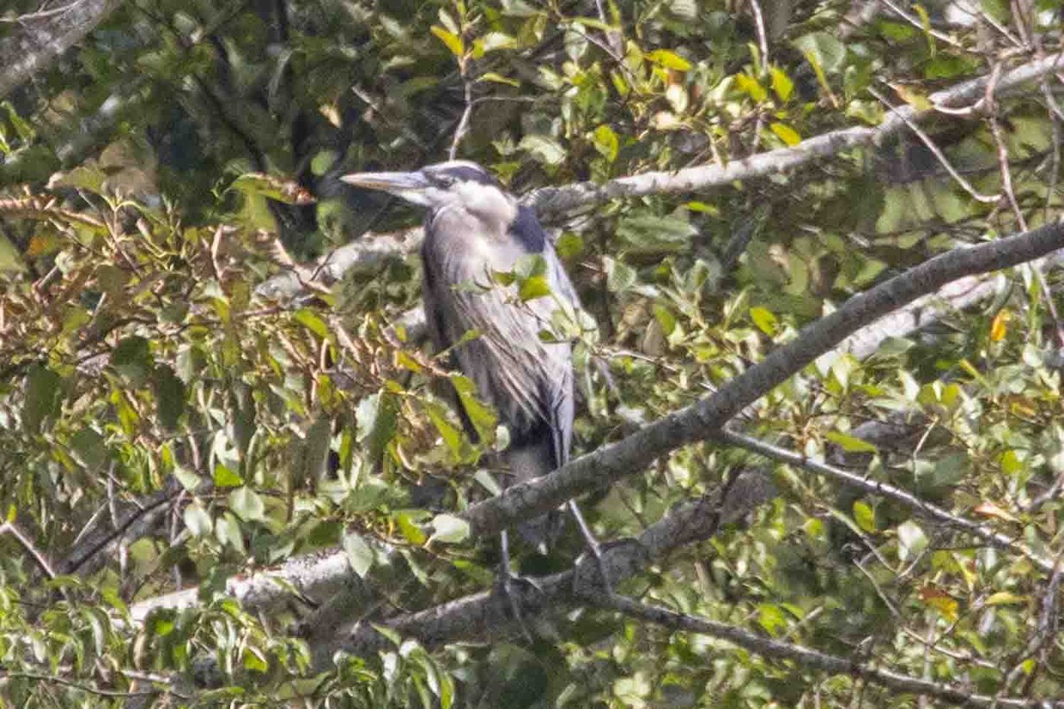 Great Blue Heron - ML642986262