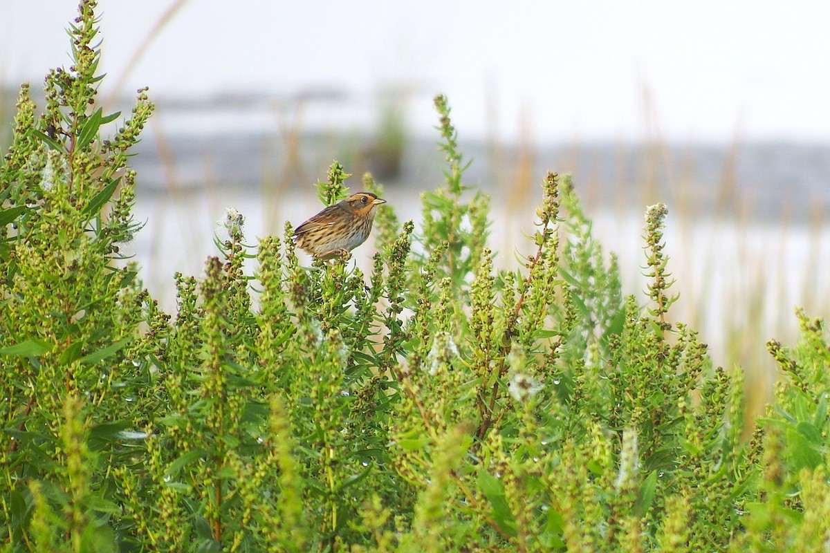 Saltmarsh Sparrow - ML642986266