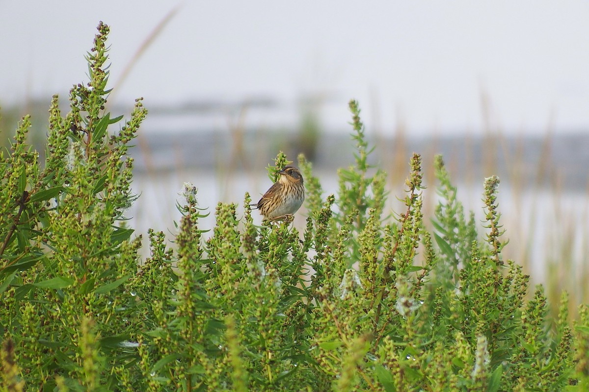 Saltmarsh Sparrow - ML642986269