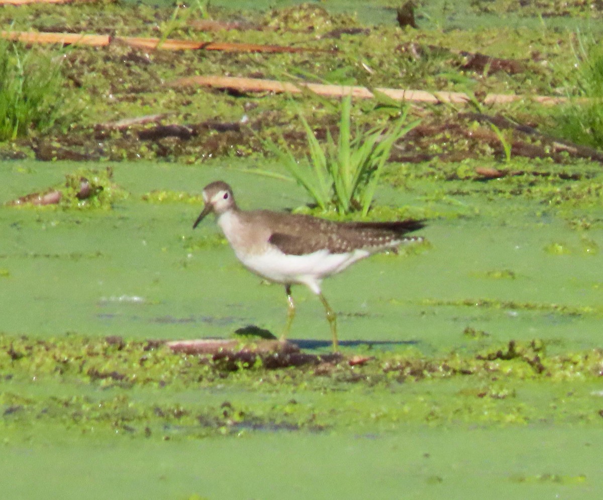 Solitary Sandpiper - ML642986284