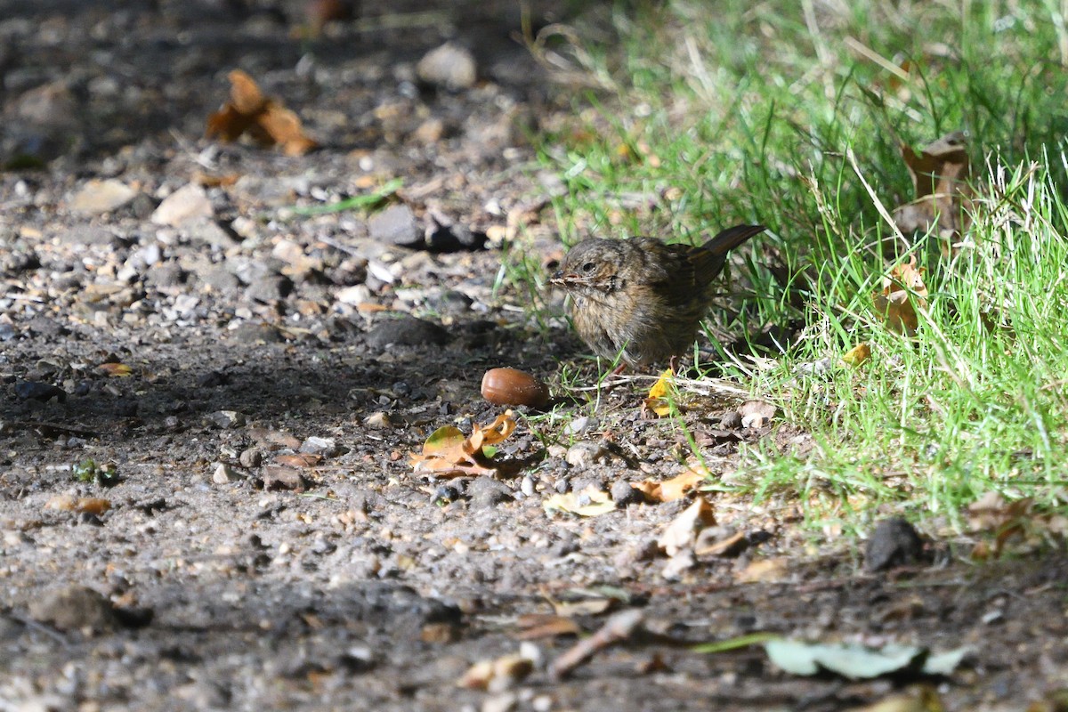 Dunnock - ML642986293