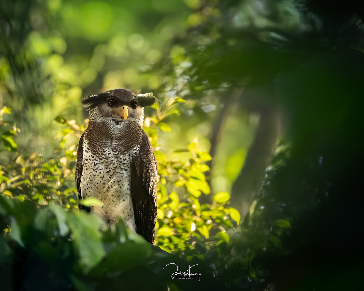 Barred Eagle-Owl - ML642986319