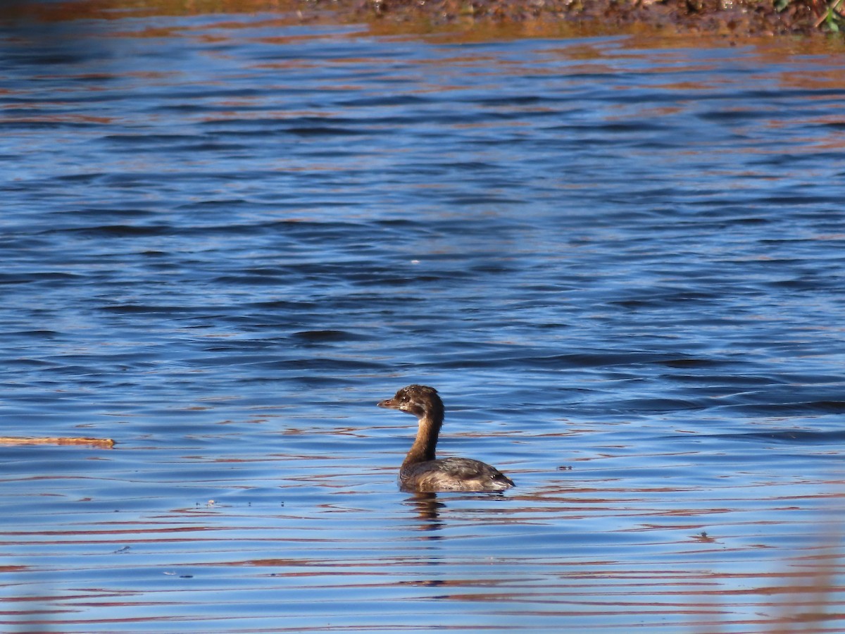 Pied-billed Grebe - ML642986322