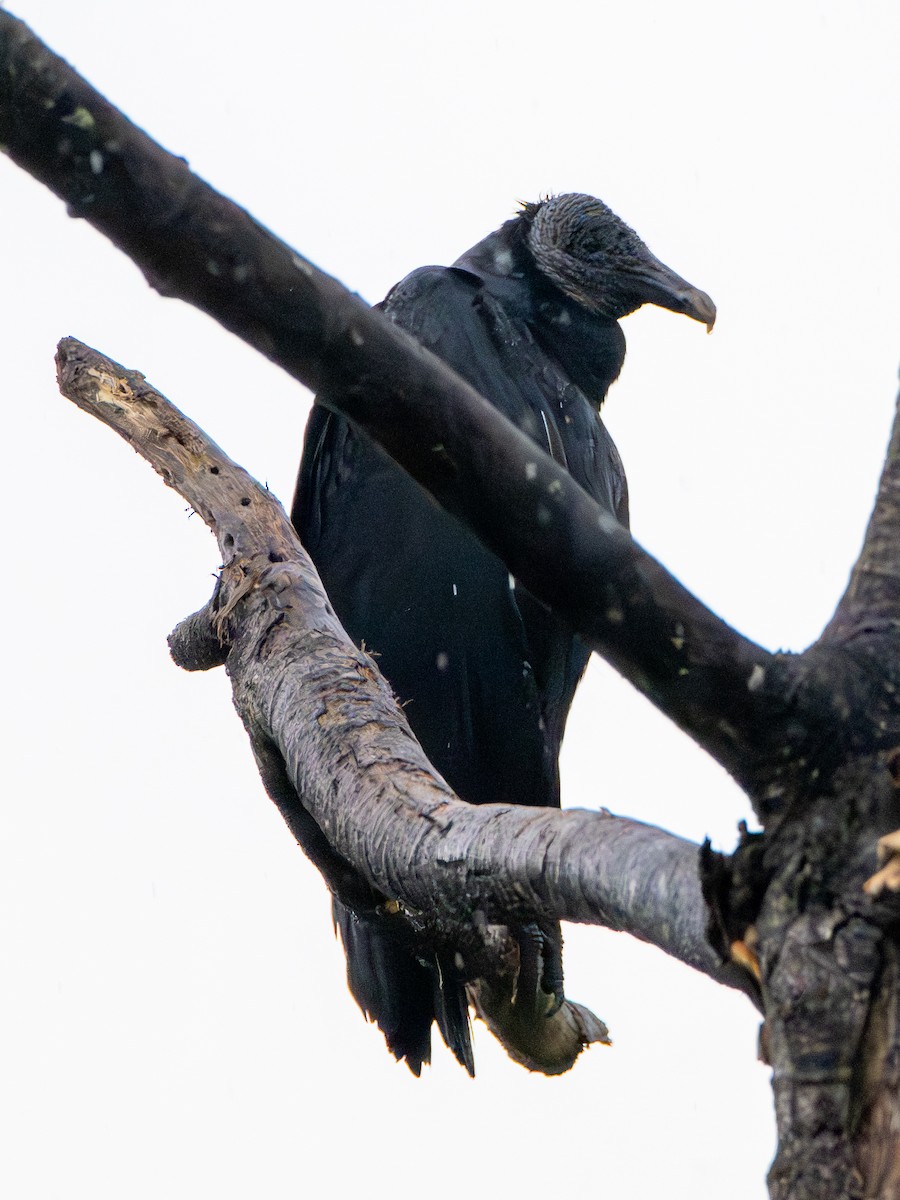 Black Vulture - ML642986351