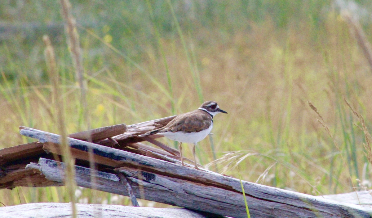 Killdeer - ML642986358