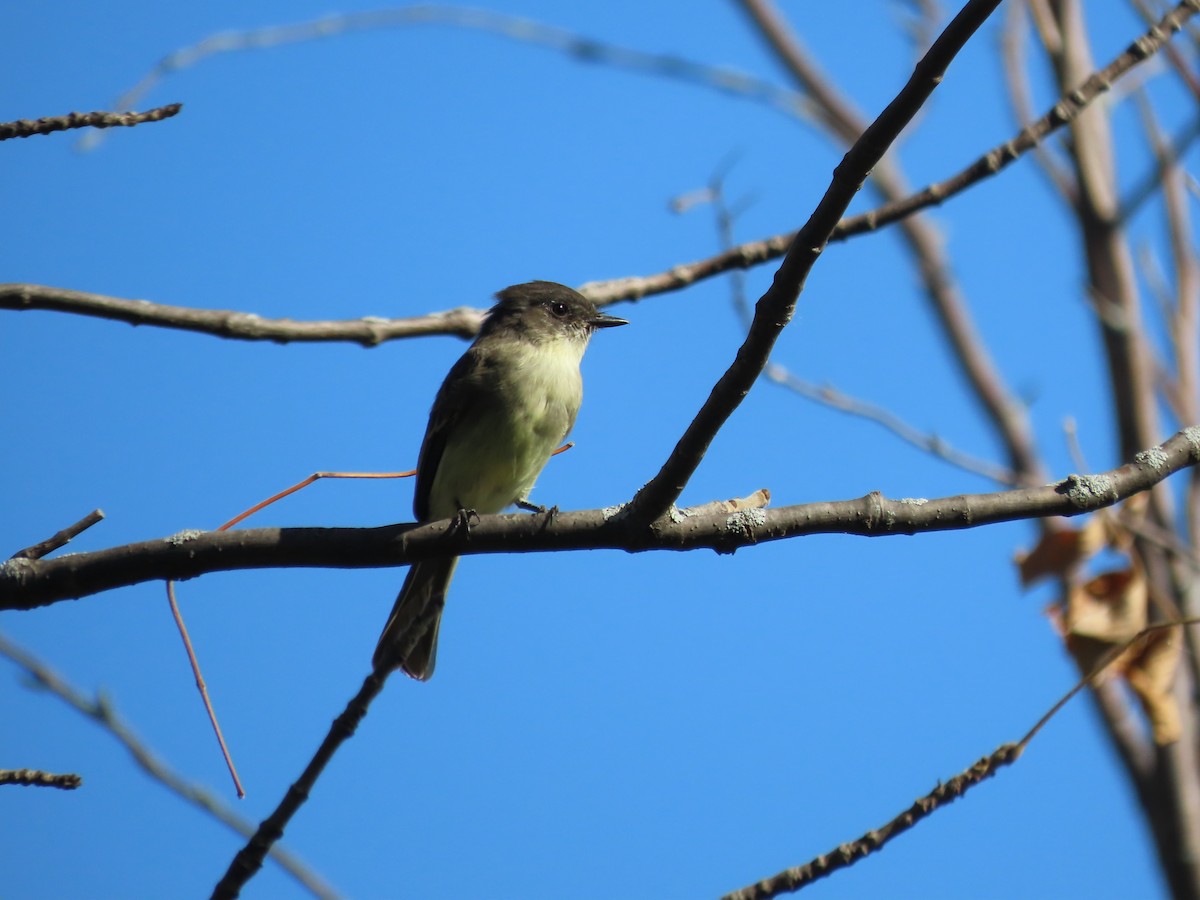 Eastern Phoebe - ML642986372