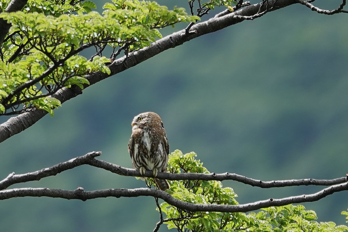 Austral Pygmy-Owl - ML642986374