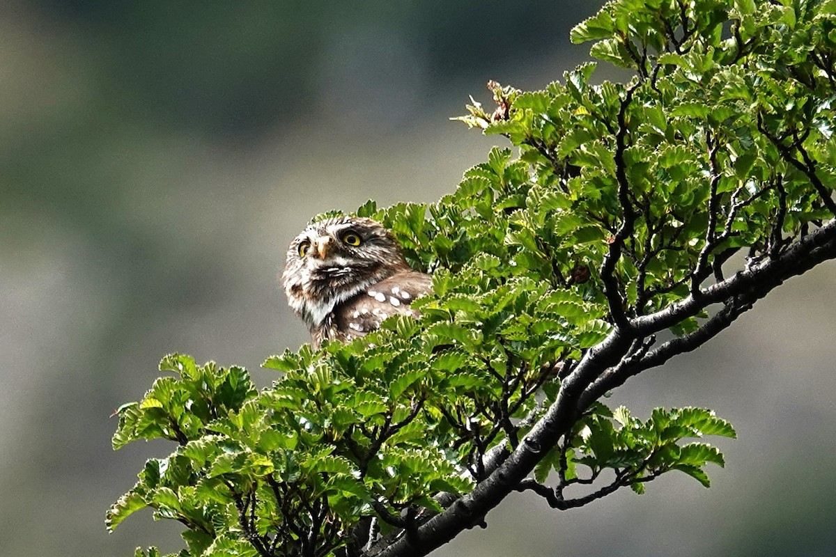 Austral Pygmy-Owl - ML642986375