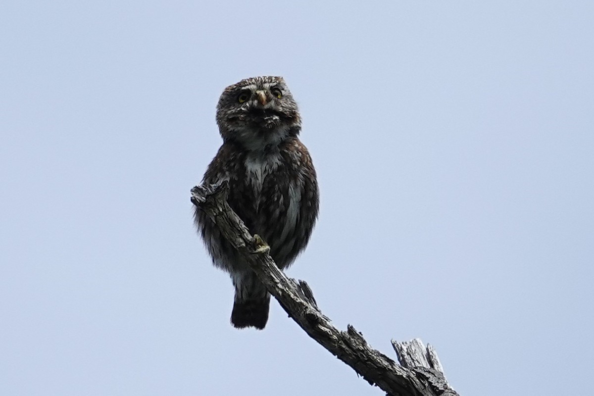 Austral Pygmy-Owl - ML642986376