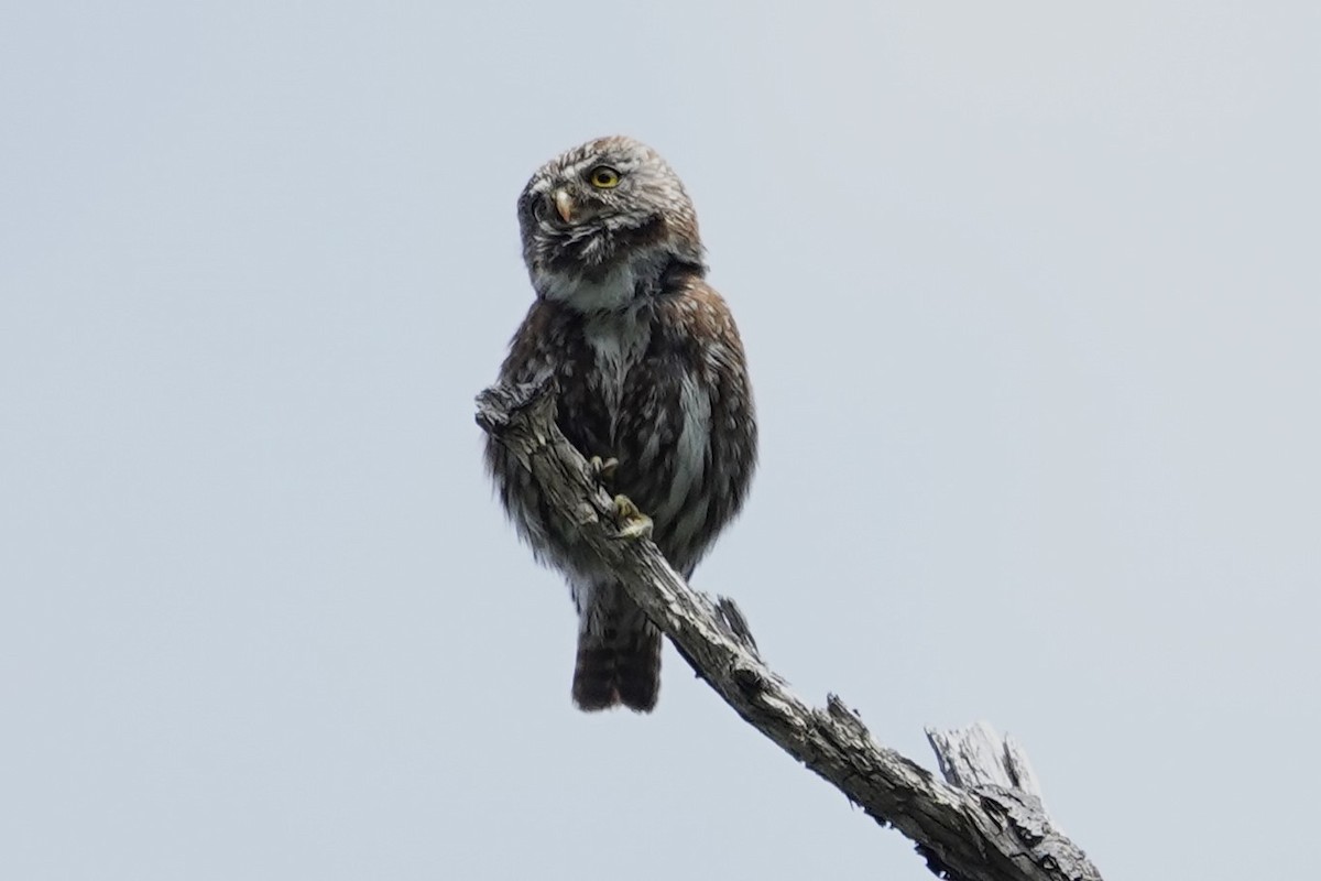Austral Pygmy-Owl - ML642986377