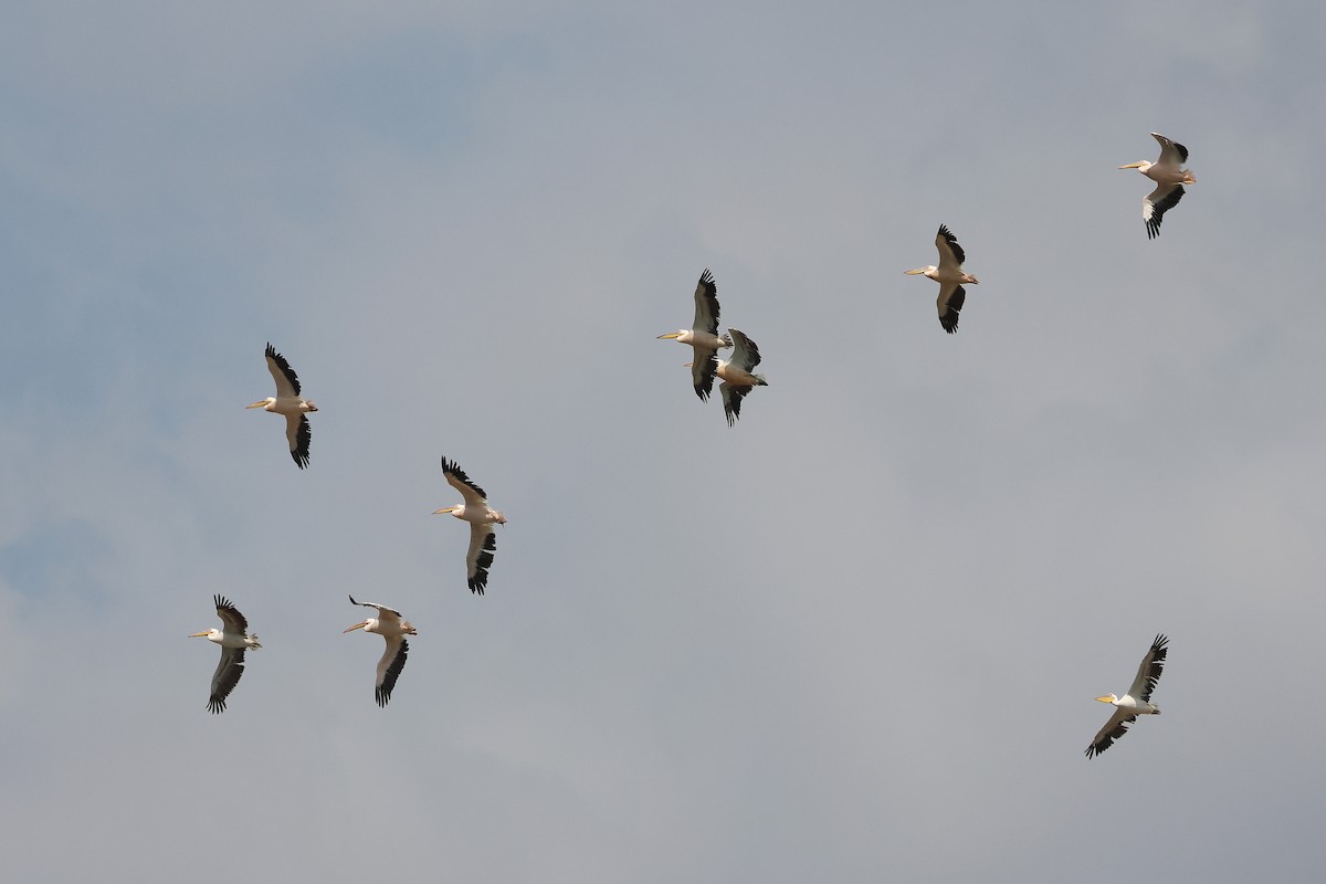 Great White Pelican - ML642986378