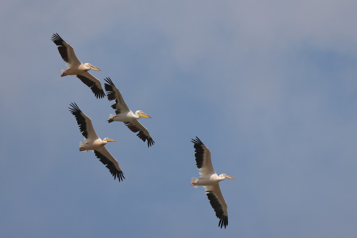 Great White Pelican - ML642986380