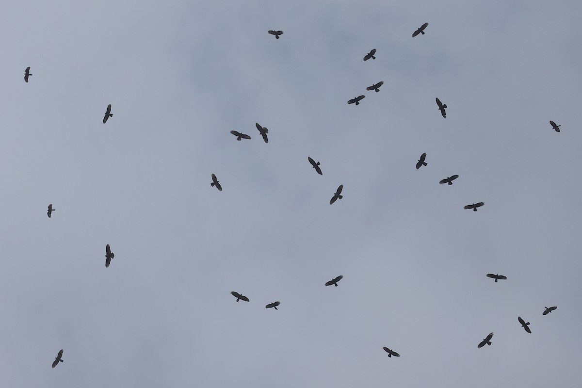 Liztorjale eurasiarra - ML642986386