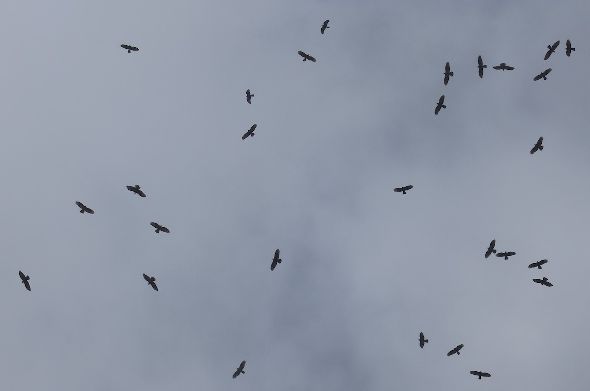 Liztorjale eurasiarra - ML642986387
