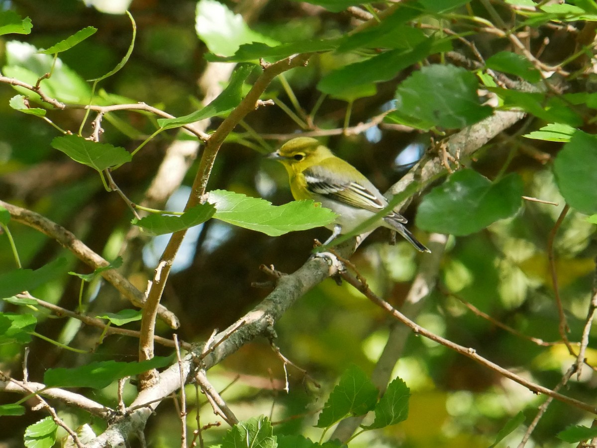 Yellow-throated Vireo - ML642986416