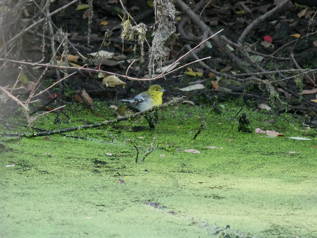 Yellow-throated Vireo - ML642986425