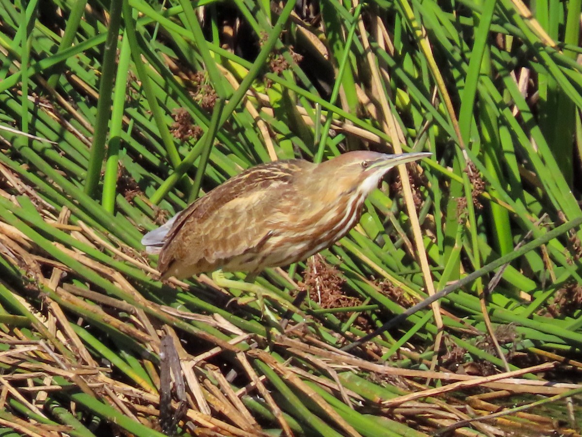 American Bittern - ML642986436