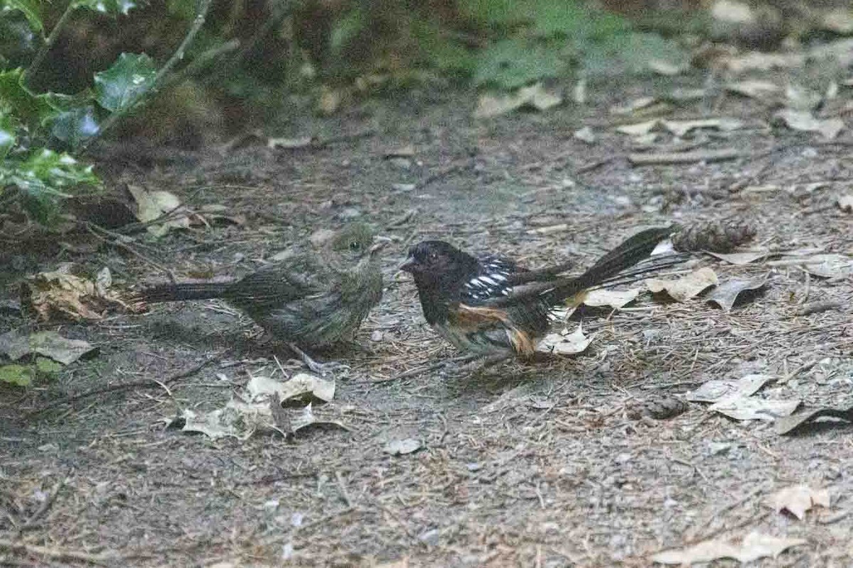 Spotted Towhee - ML642986440