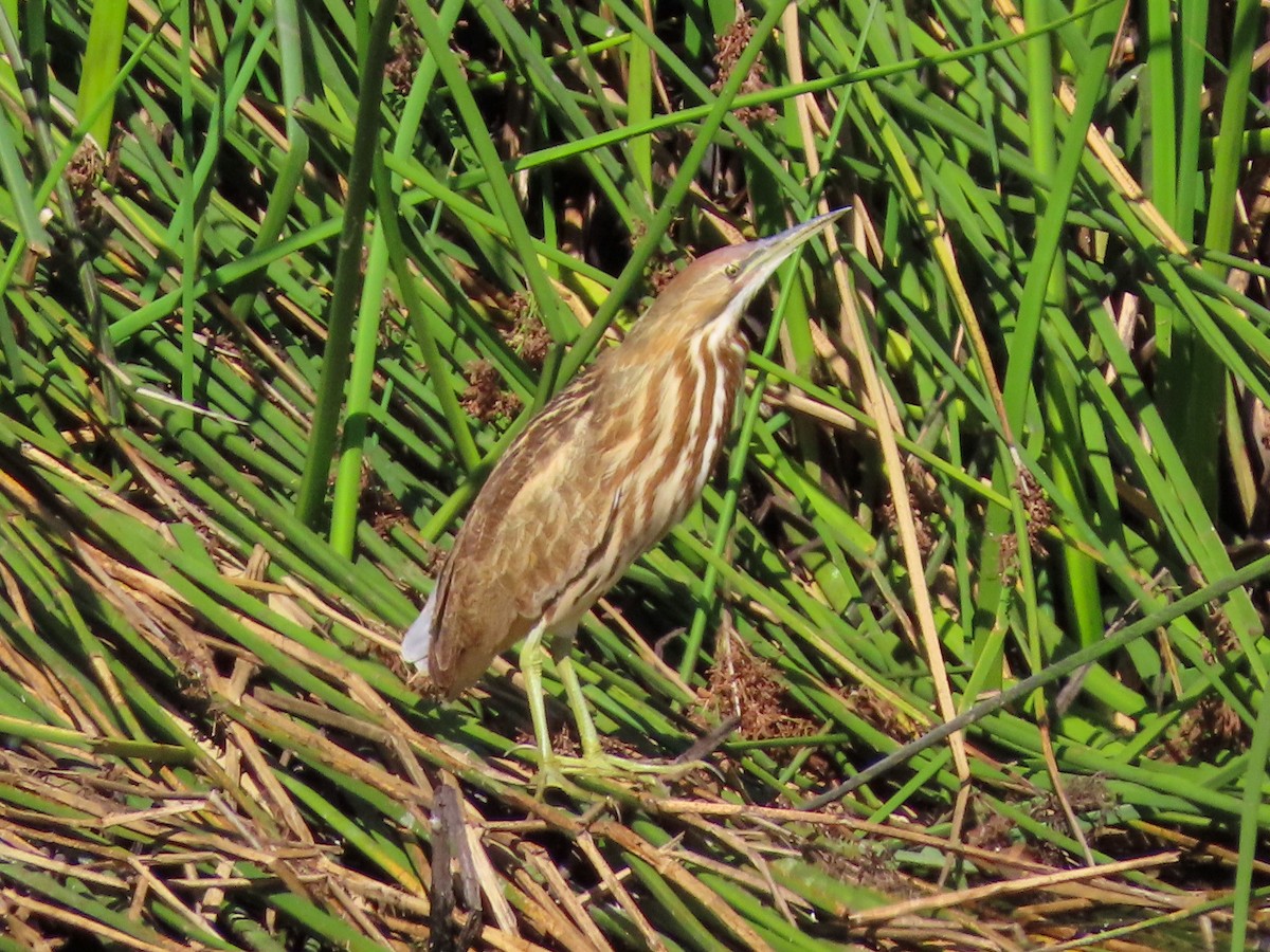American Bittern - ML642986448