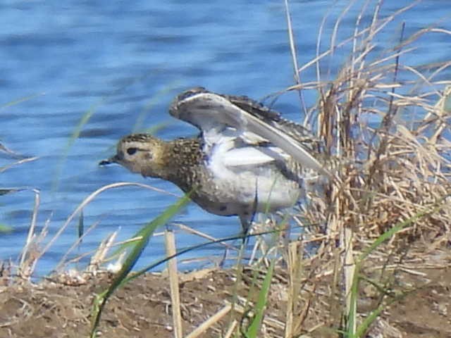 European Golden-Plover - ML642986450