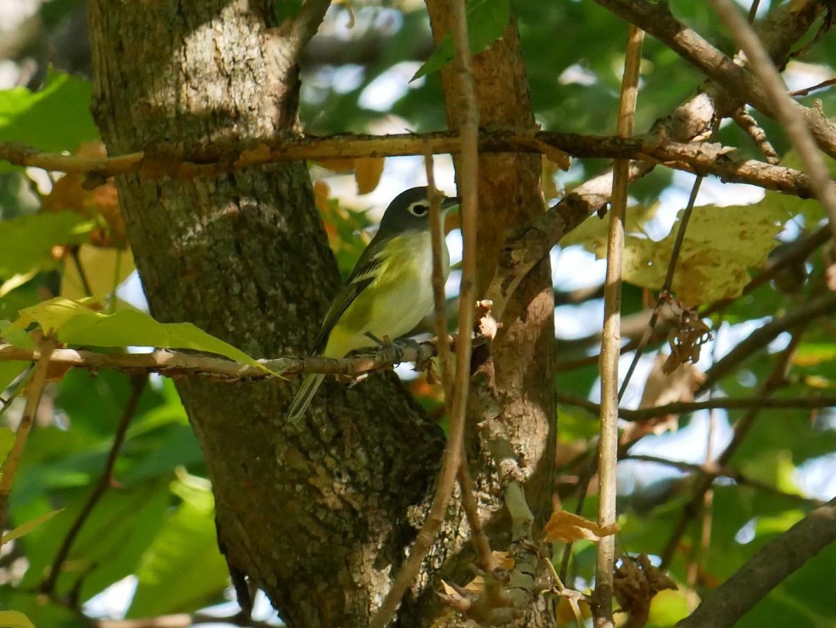 Blue-headed Vireo - ML642986452