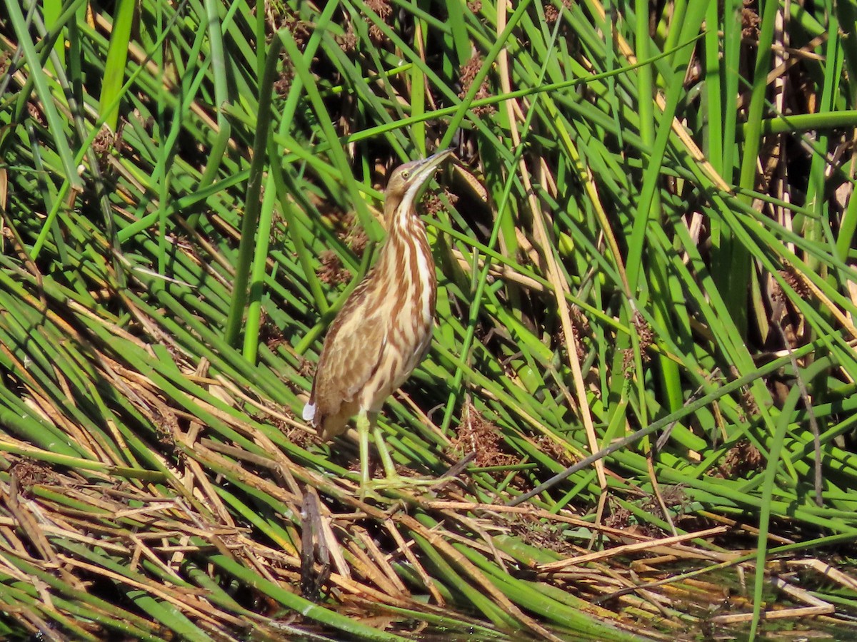 American Bittern - ML642986455