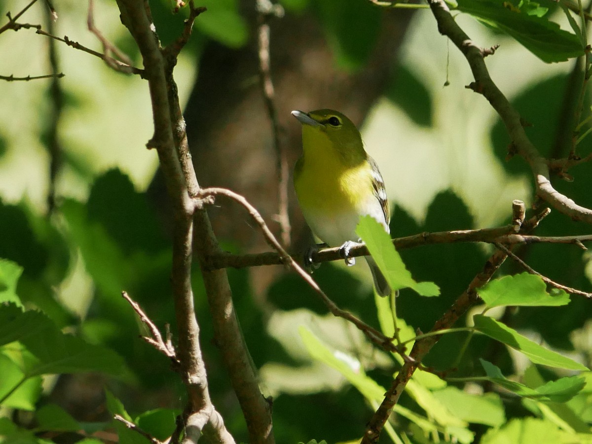 Vireo sp. - ML642986466