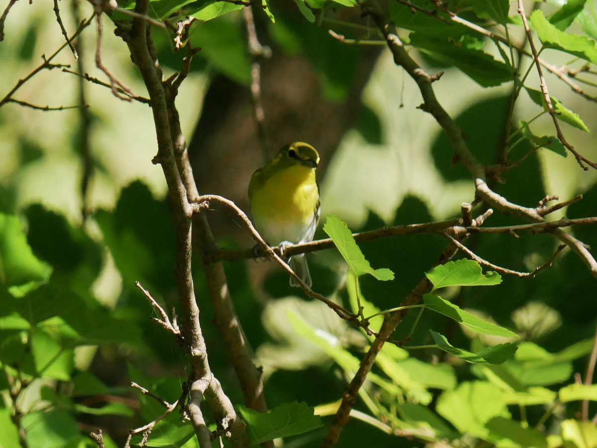 Vireo sp. - ML642986467