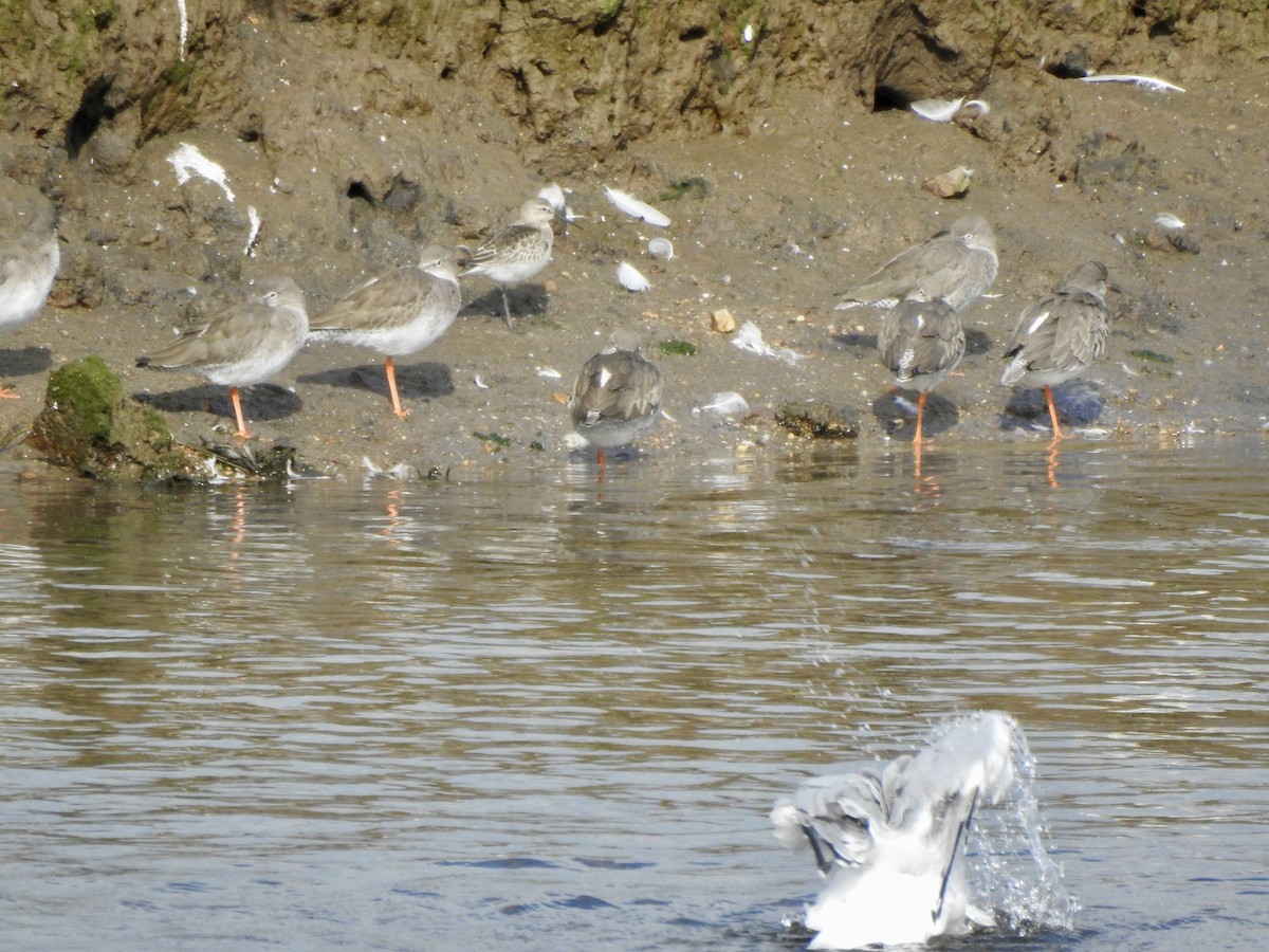 Sichelstrandläufer - ML642986468