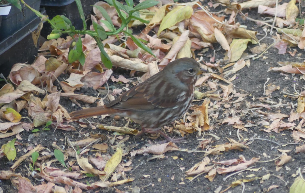 Fox Sparrow - ML642986490