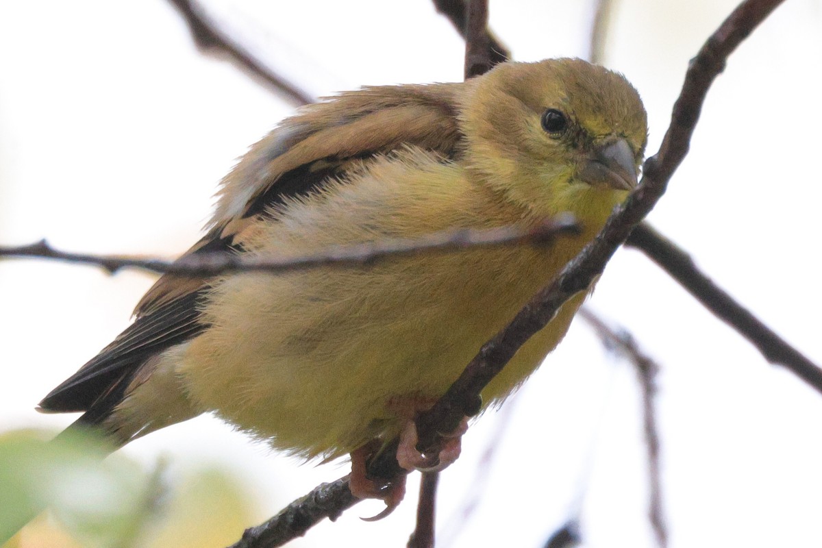 American Goldfinch - ML642986492
