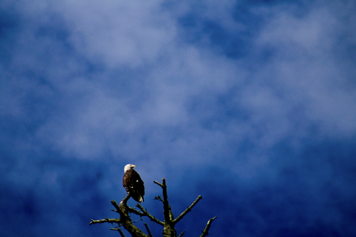 Bald Eagle - ML642986493