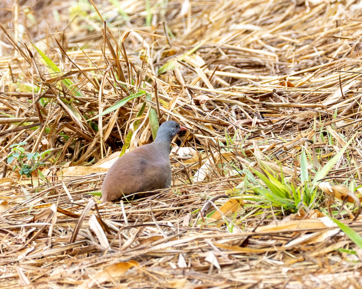 Small-billed Tinamou - ML642986499
