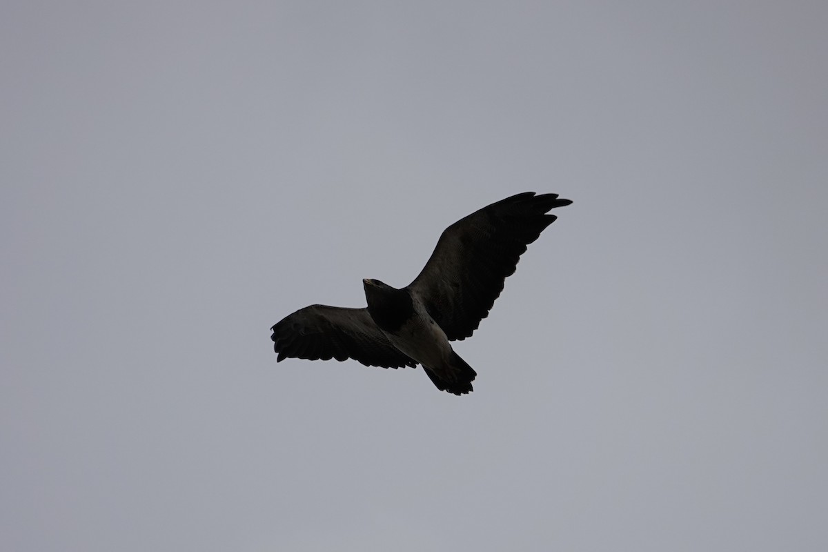 Black-chested Buzzard-Eagle - ML642986506
