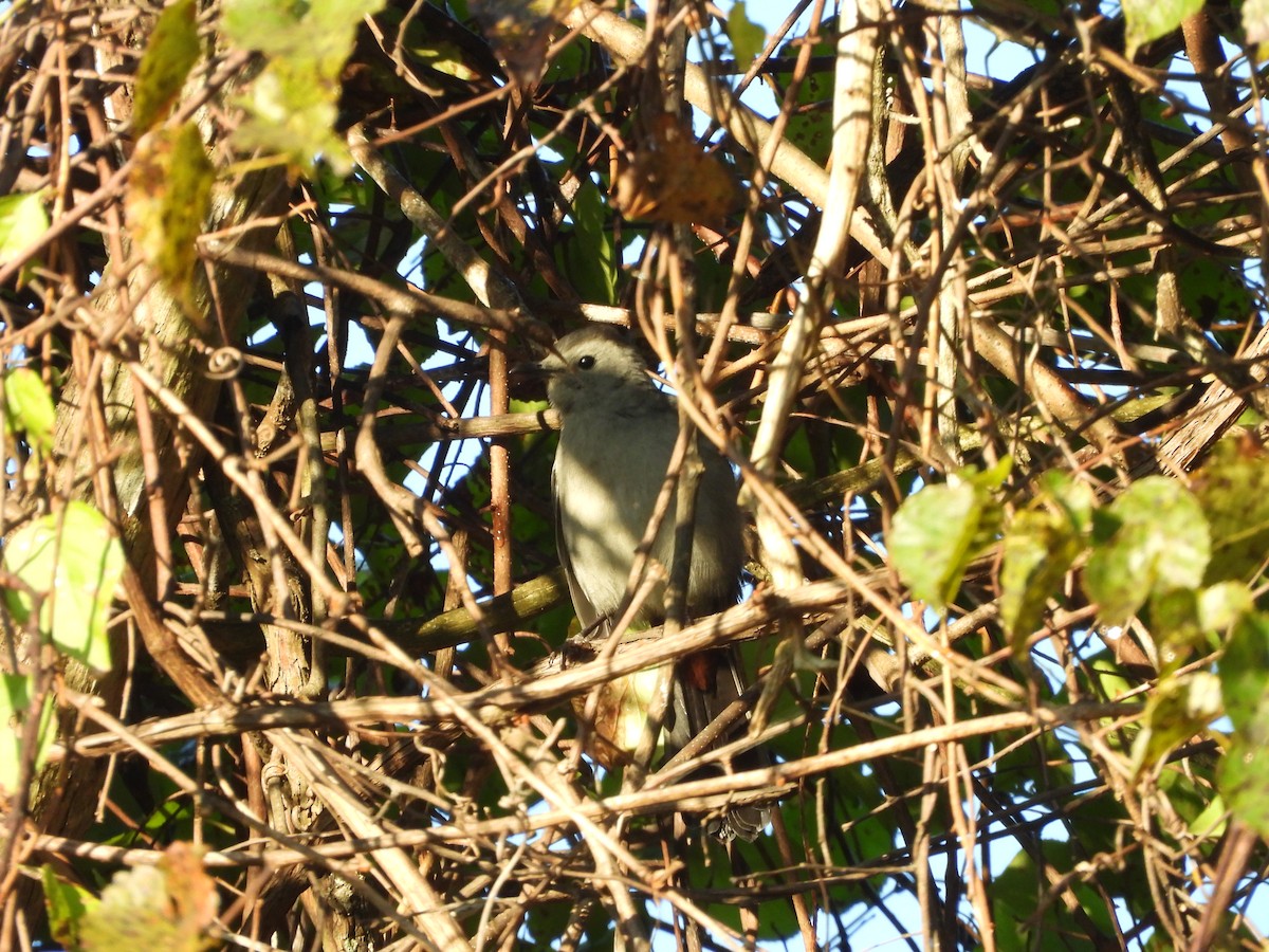 Gray Catbird - ML642986512