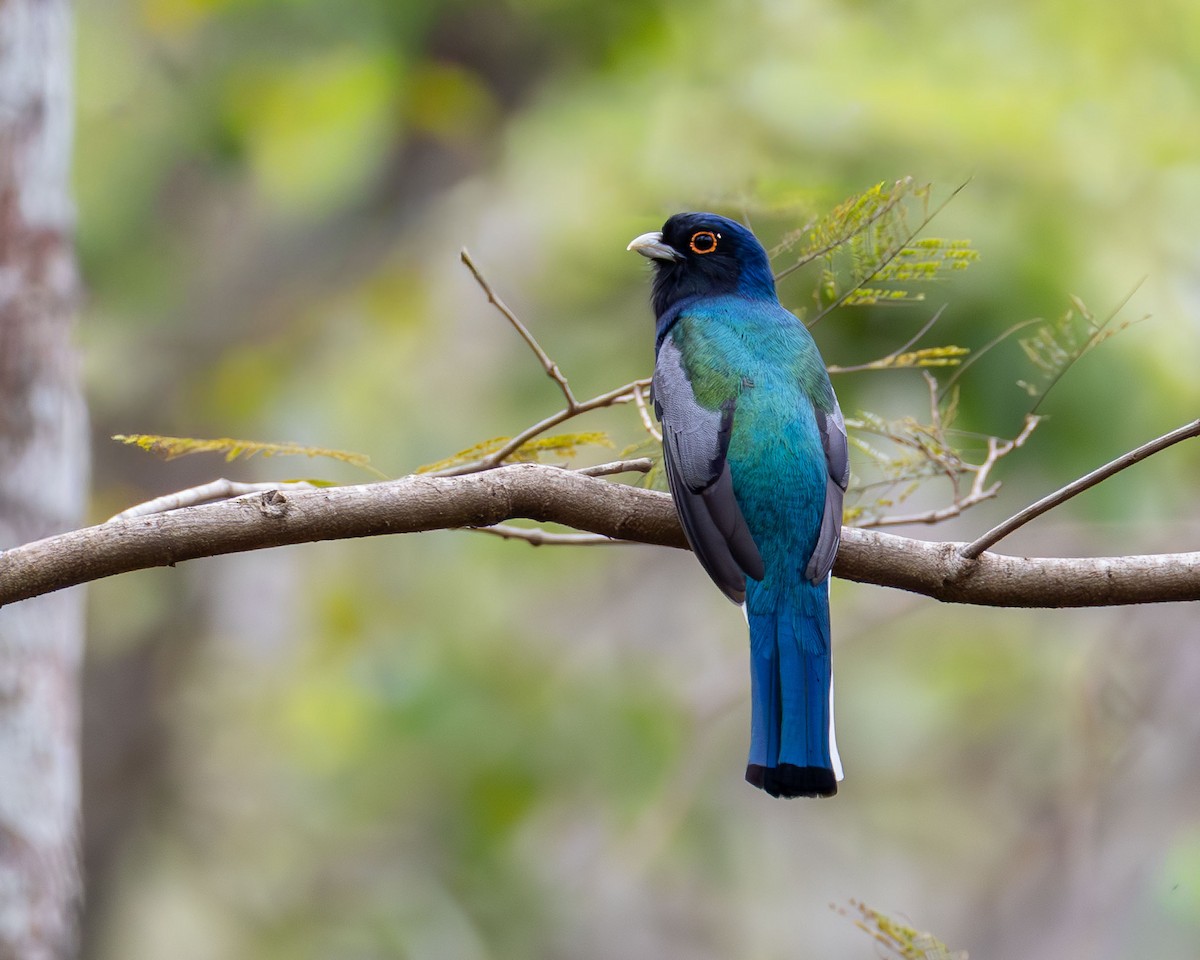 Surucuátrogon - ML642986516