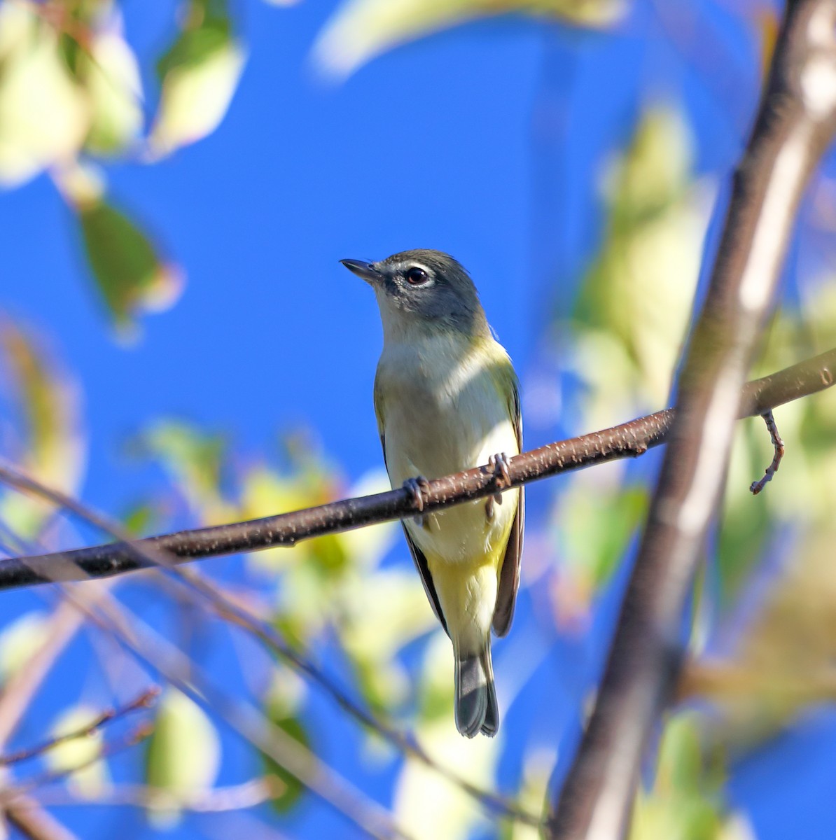 Blue-headed Vireo - ML642986523