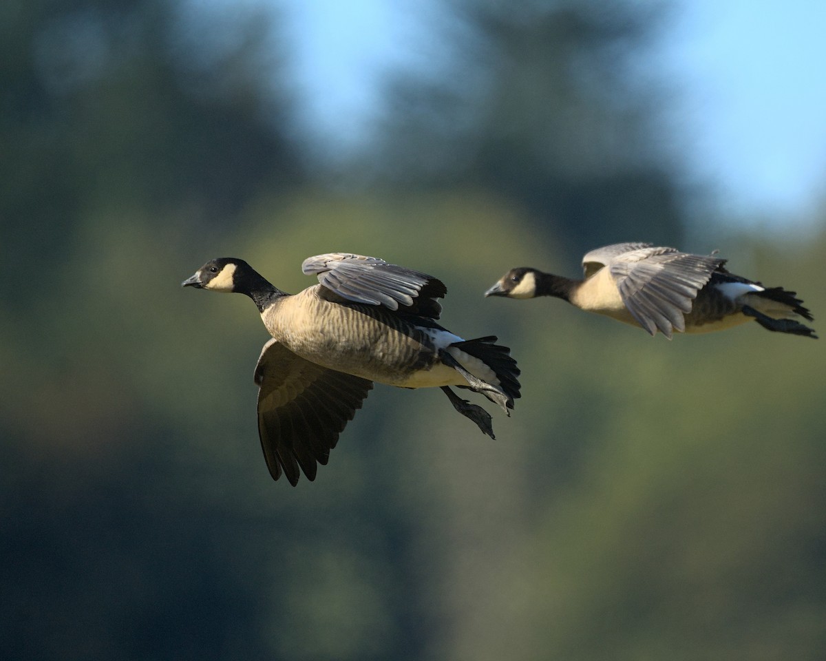 Cackling Goose - ML642986530