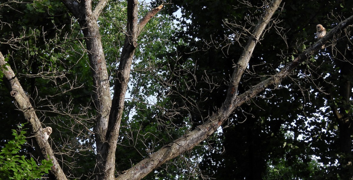 Barred Owl - ML642986532