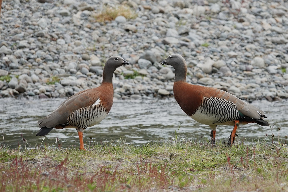 Ashy-headed Goose - ML642986546