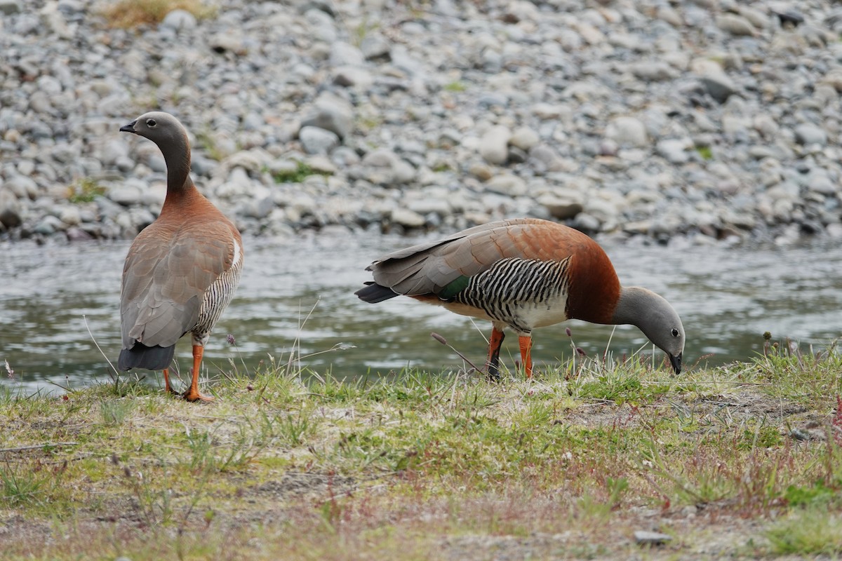 Ashy-headed Goose - ML642986547