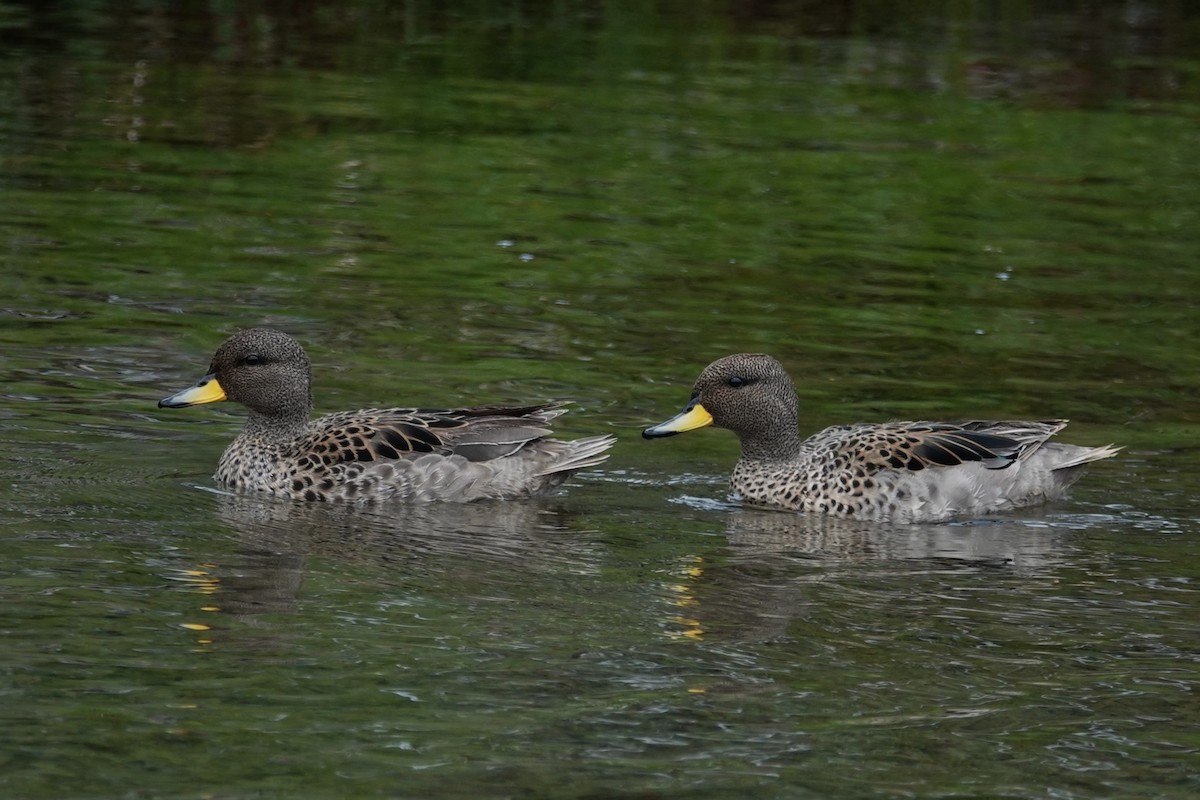 Yellow-billed Teal - ML642986557