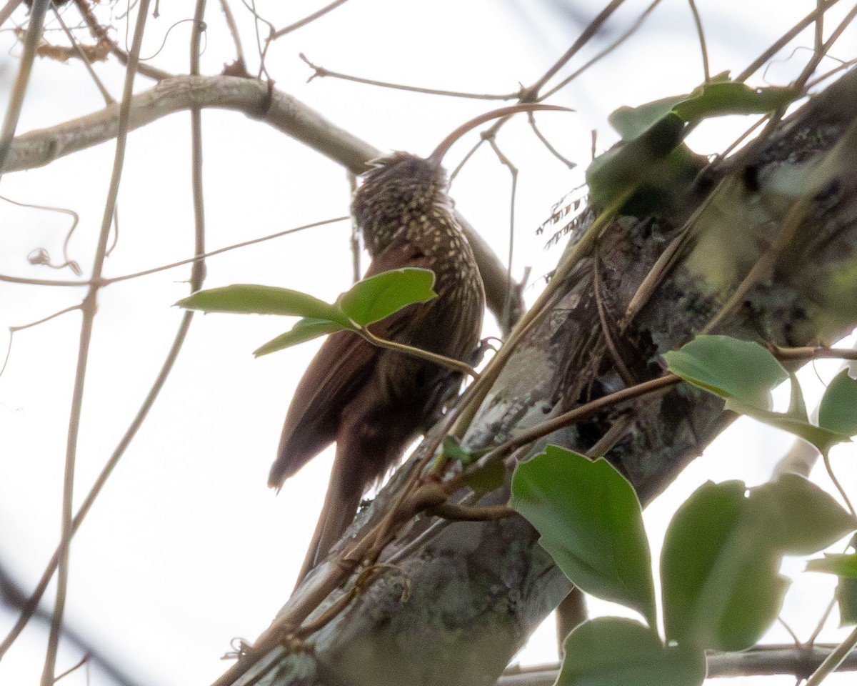 Red-billed Scythebill - ML642986558