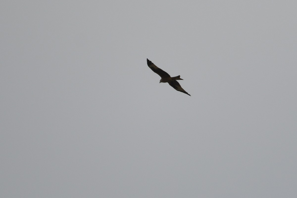 Red Kite - ML642986564