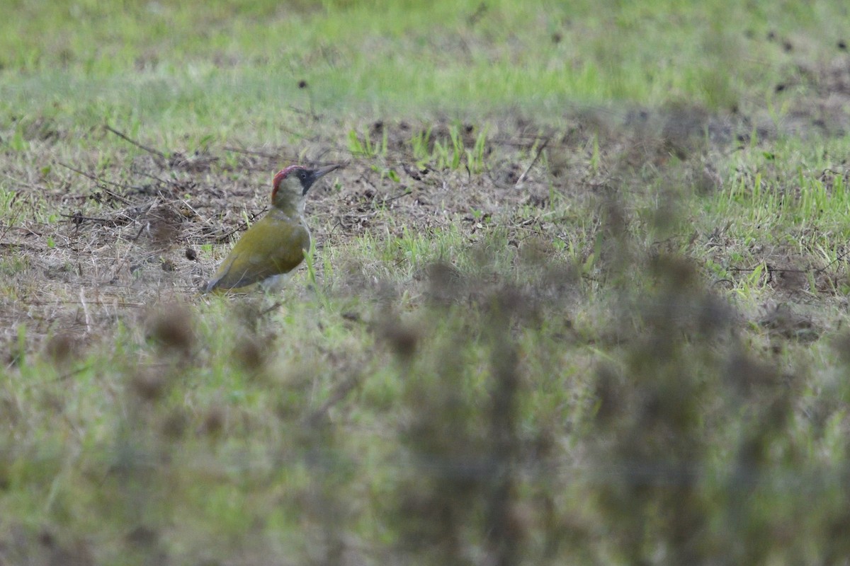 Eurasian Green Woodpecker - ML642986573
