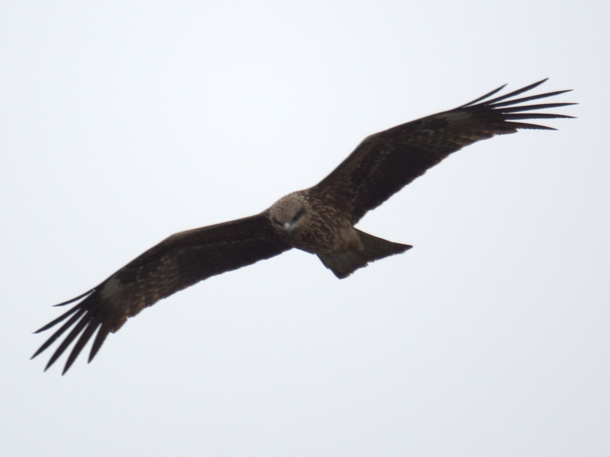 Black Kite (Black-eared) - ML642986581