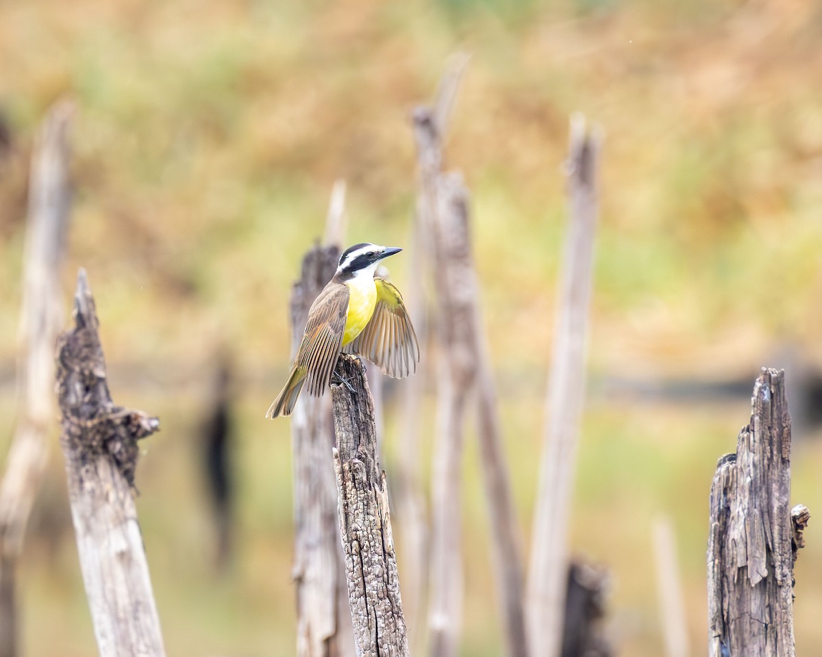 Great Kiskadee - ML642986582