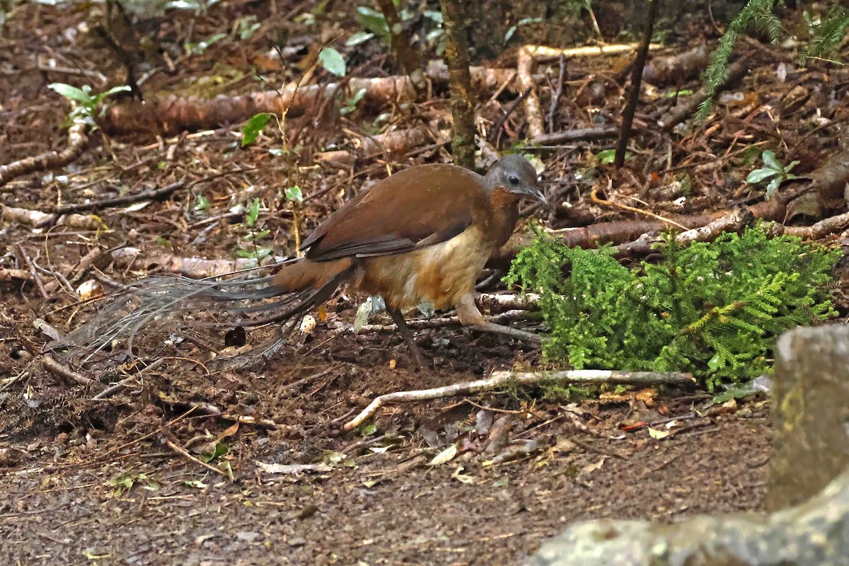 smålyrehale - ML642986588