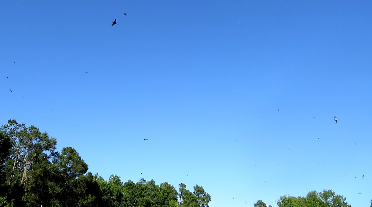 Golondrina Común - ML642986606